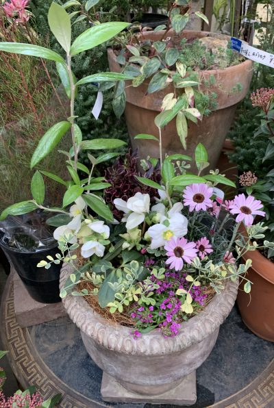 １２月冬の寄せ植え・冬のクラフト - 吉谷桂子のガーデンダイアリー ～花と緑と豊かに暮らすガーデニング手帖～