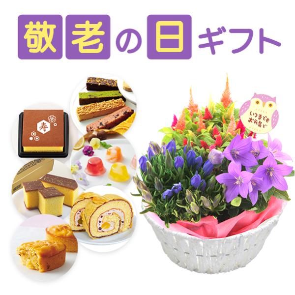 敬老の日に贈る花の定番と避けたほうが良いもの季節のはなし