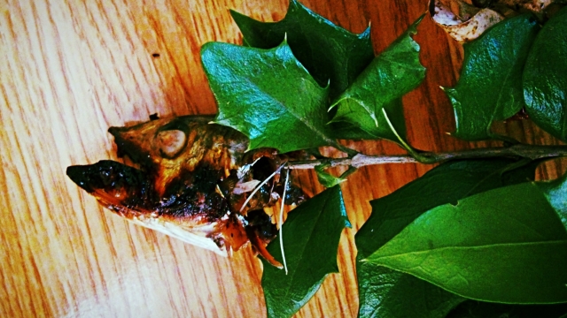 節分飾りの意味やタイミングは？柊鰯 ひいらぎいわし とは？村松虚空蔵尊だより