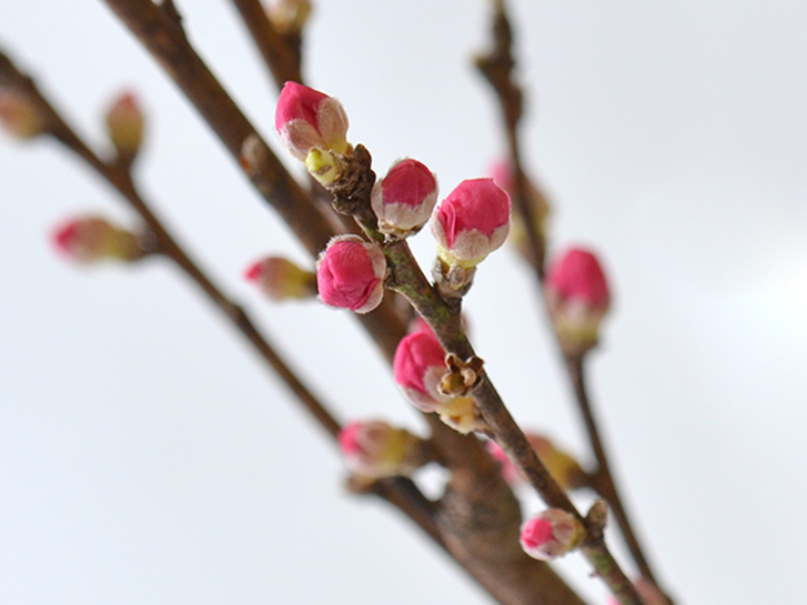 ひな祭りは桃の花を生けよう！桃の枝の選び方と生け方のポイント、花の咲く時期は？LOVEGREEN ラブグリーン