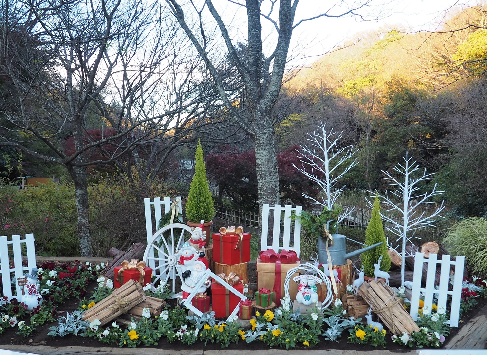 クリスマスの寄せ植え集冬らしいおしゃれな組み合わせを画像で紹介🍀GreenSnap グリーンスナップ