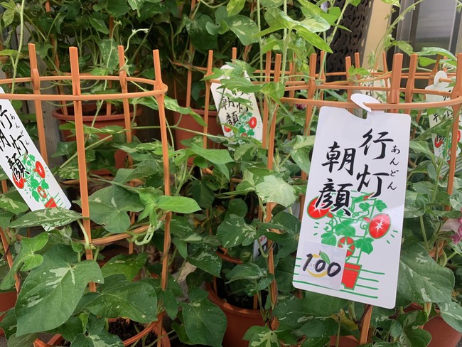 入谷 いりや の朝顔まつり by 鳴川睦 – Kersen ブログ