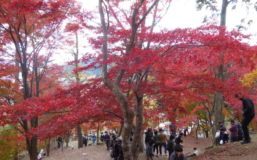 ✨🍁最上山もみじ祭り2023🍁✨ □イベント情報 🍁もみじライトアップ 期間：11 11 土 ～11 26 日17：30～21：00場所：最上山公園もみじ山 🍁もみじ市 期間：11 11 土 ～11 23 祝10：00～16：00場所：最上山公園駐車場🍁Yamasaki・商店街ウォーク