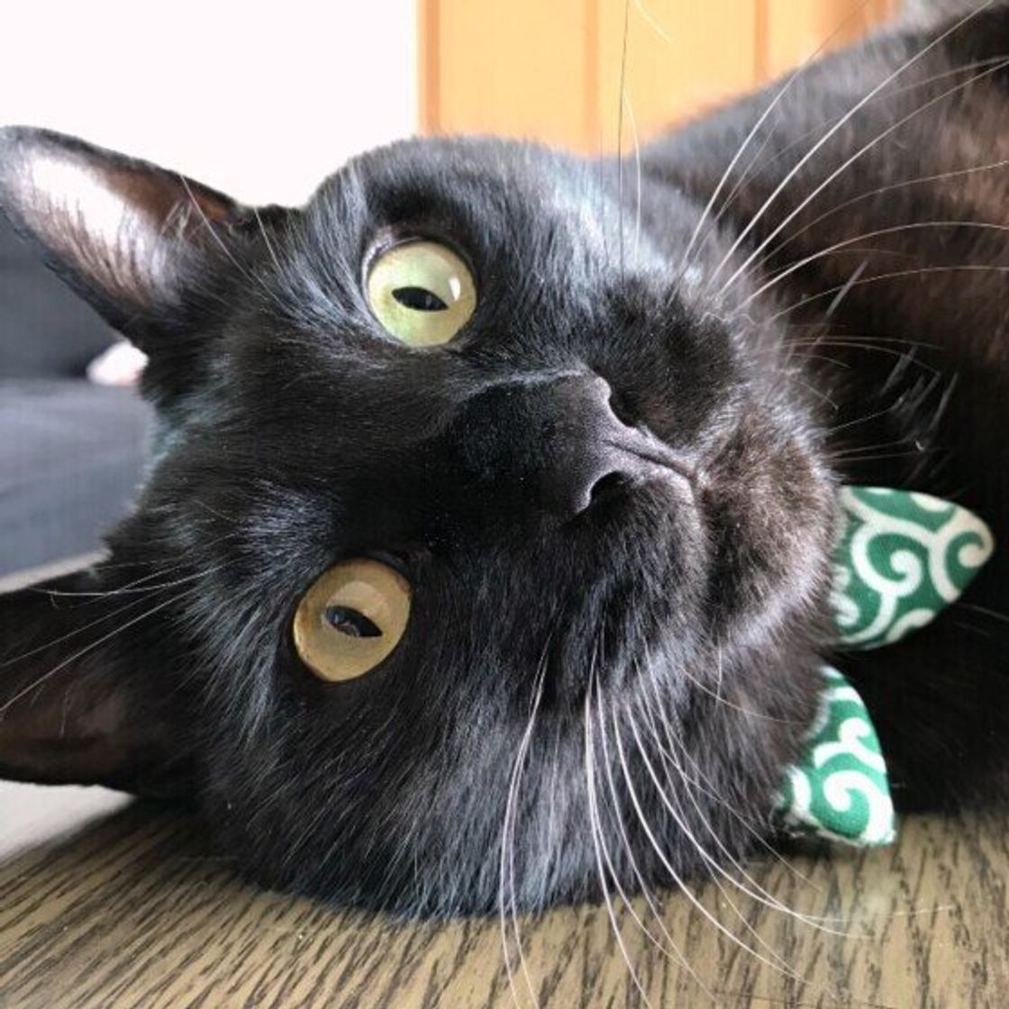 黒猫は福の神？ 実はラッキーを運んでくれる猫！anicom you アニコムユー