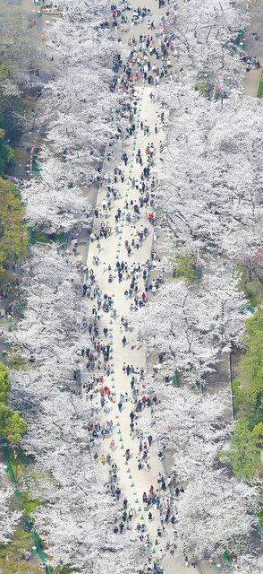 上野公園のお花見の禁止事項と場所取りのポイント・裏技を‥‥知る時が来たか神田明神-御朱印