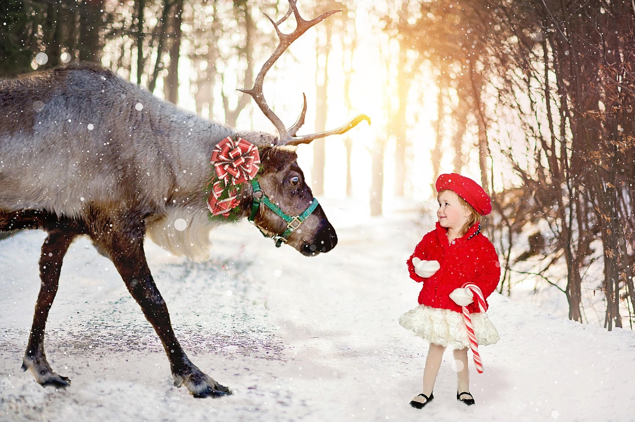 今年は出番が少ないぞ 北海道のトナカイのんびり：朝日新聞