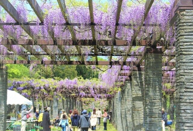 筑紫野市 藤まつり 』太宰府 福岡県 の旅行記・ブログ by kc67さん フォートラベル