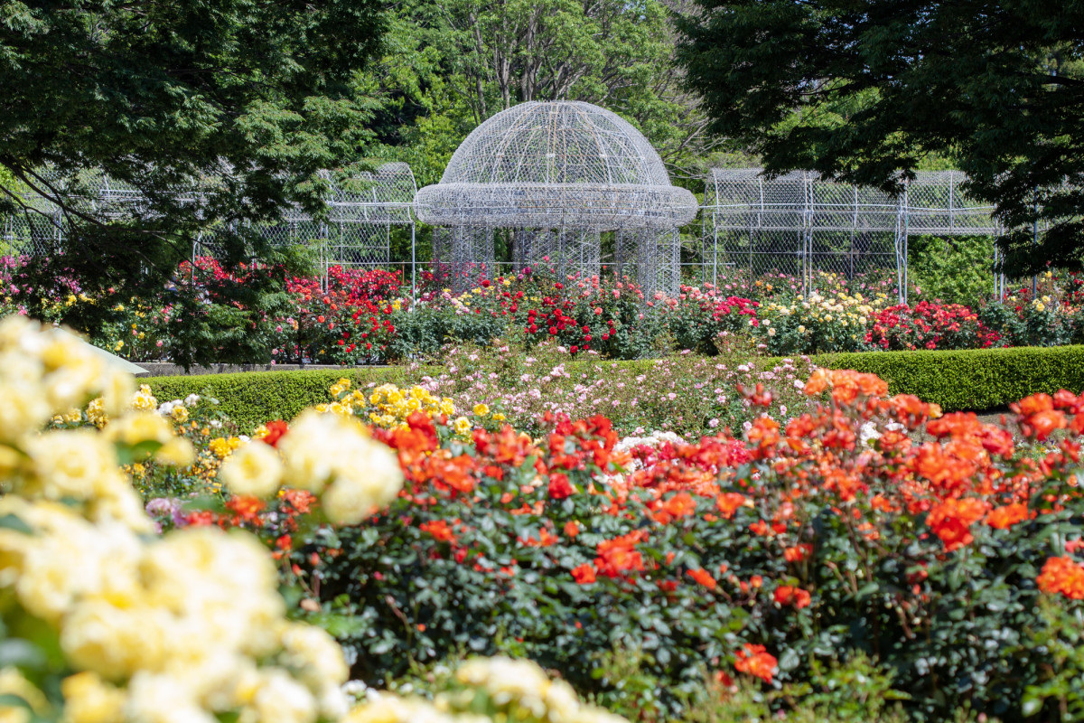 小田原フラワーガーデン体験・観光スポット公式 神奈川県のお出かけ・観光・旅行サイト「観光かながわNOW」