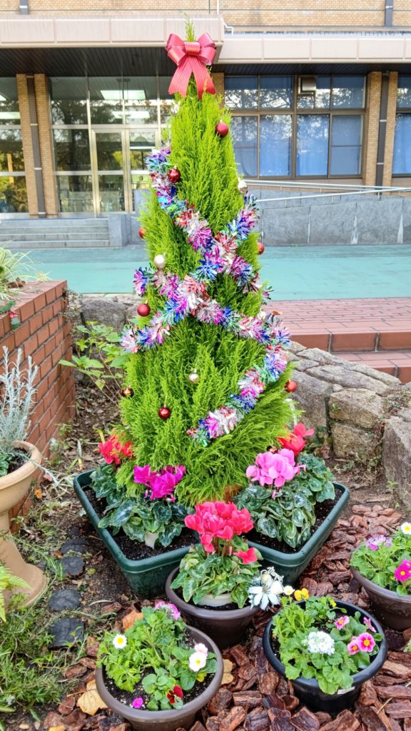 クリスマス花壇🌼🎅総合リハビリテーション研究所