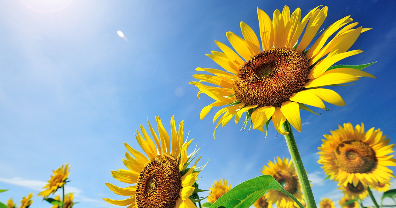 夏に使える英語のフレーズ特集 夏のあるある クーラー、かき氷、日焼け、蚊、風鈴などなどワールドトークブログ