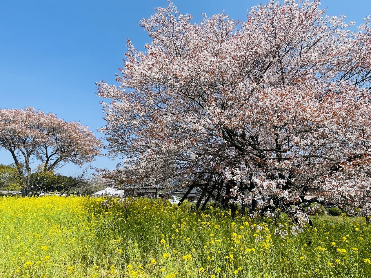 狩宿の下馬桜と菜の花 富士宮市しずおかはなさんぽ