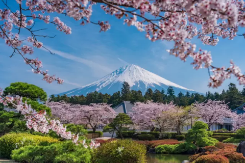 お花見マナーはこれで完璧！粋な振る舞いでお花見を120%満喫暮らしの歳時記All About