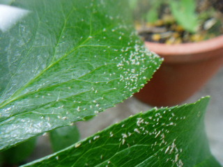 クリスマスに縁の深い不思議な植物 ミスルトーGardenStoryガーデンストーリー