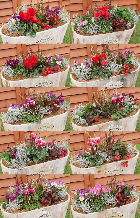 クリスマスにもぴったり!冬の寄せ植え valor-navi バローナビ