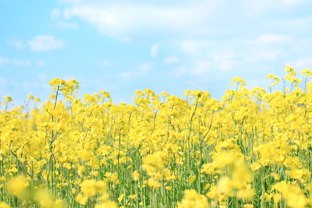 例文付き 5月の時候の挨拶を全般・上旬・中旬・下旬ごとに紹介 - CANVAS若手社会人の『悩み』と『疑問』に答えるポータルサイト