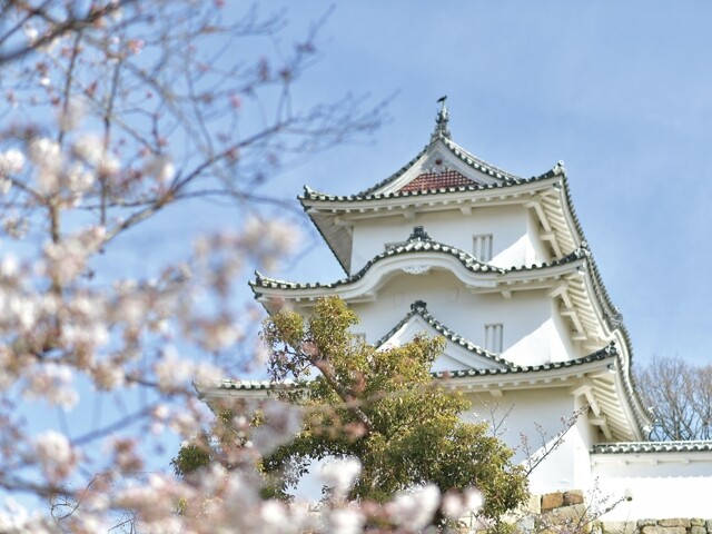 2022年 明石公園の桜の開花予想明石のおすすめ花見スポットをご紹介
