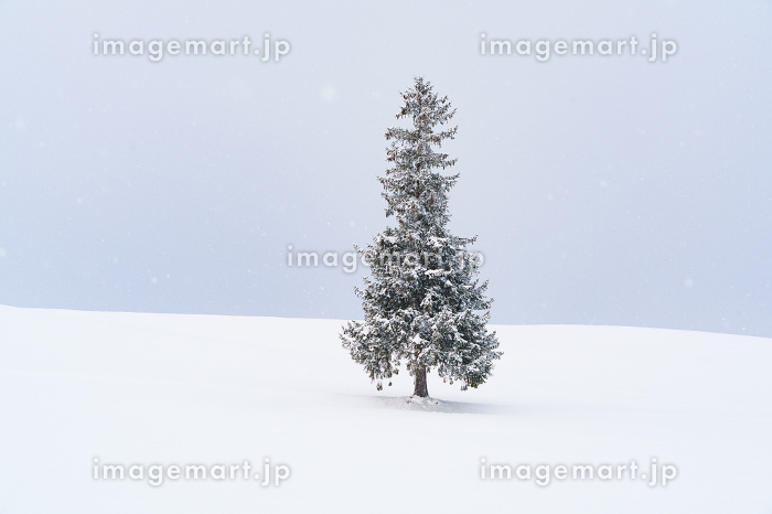 一生に一度は生で見たい！そびえたつ木が美しい「北海道の絶景スポット」3選 - 北海道Likers