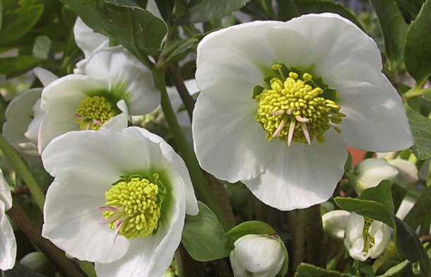 クリスマスの花とは？ ポインセチアだけじゃない、クリスマスに飾りたい花12選を紹介となりのカインズさん