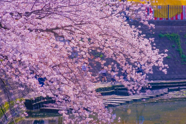 横浜の桜の名所で「大岡川桜まつり」 全長4キロのプロムナード - ヨコハマ経済新聞