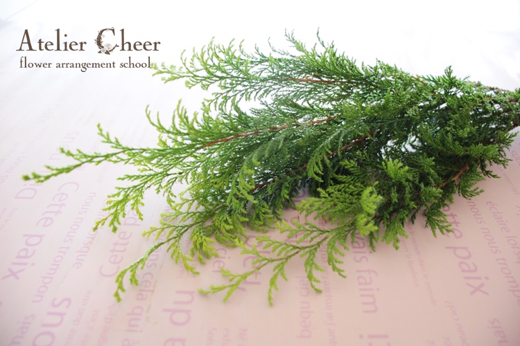 セイヨウヒイラギ - Wikipedia