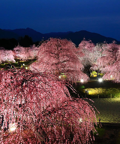 鈴鹿の森庭園 しだれ梅まつりイベント観光三重 かんこうみえ