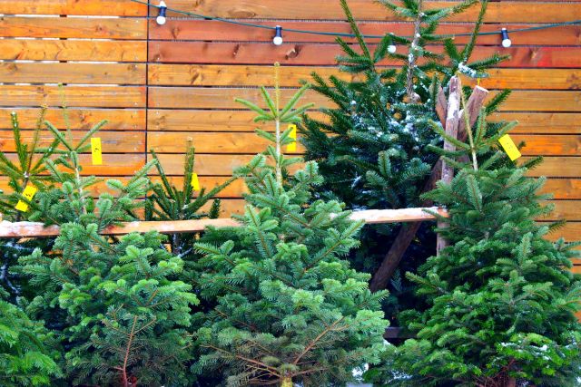 クリスマス ツリー 飾り おしゃれ イラスト無料 フリー90525素材Good