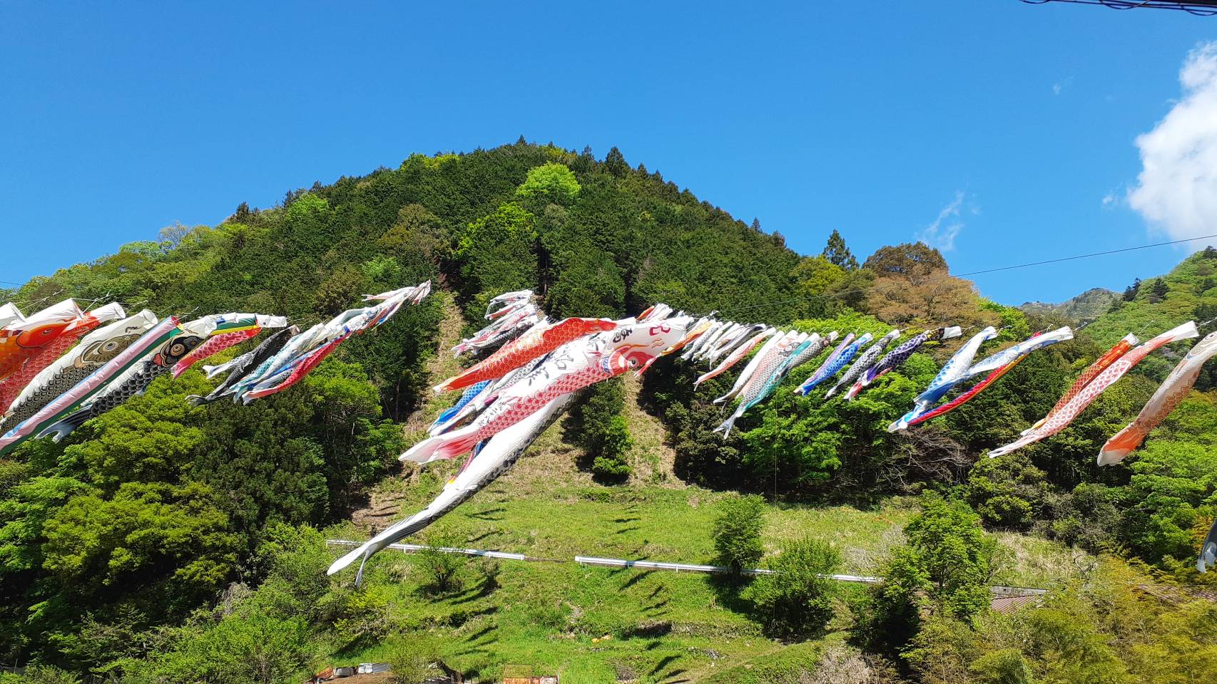 🌱 4月29日 火 ～5月5日 月 まで藤野の沢井川で鯉のぼり谷渡しが開催されるよ🎏 約250旒 りゅう の鯉のぼりが空を泳ぐ圧巻のイベントだよ！イベントで遊泳する鯉のぼりの寄付も募集中！ お家などに眠っている鯉のぼりがあったら、ぜひ寄付をしてね✨ 詳細は、緑区特設