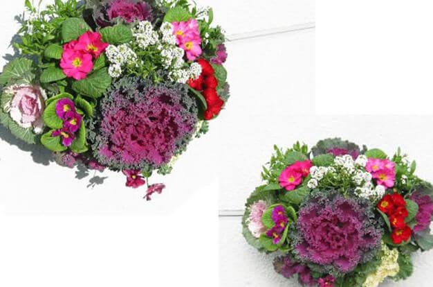 正月の寄せ植えで新年を祝う！おすすめ花材と作り方GardenStoryガーデンストーリー