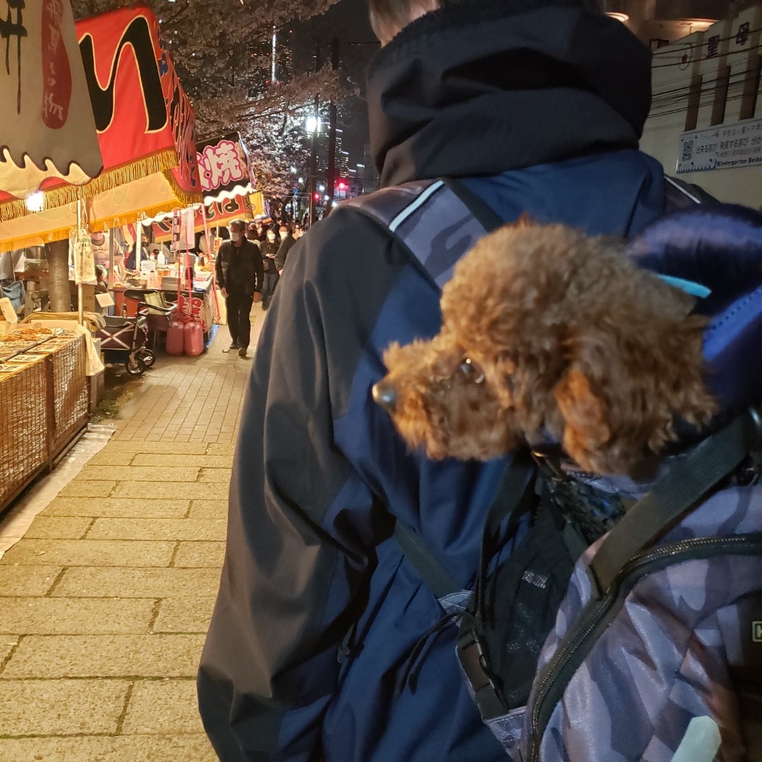 神奈川県 横浜市 大岡川 お花見ランチ屋形船 2025春 - 田舎暮らし中古別荘や現地情報、リフォーム情報：日本マウント