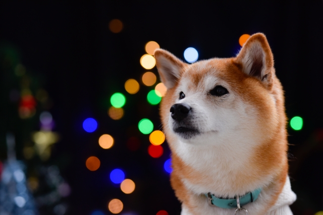 愛犬と過ごすリゾートクリスマス＜12 1～12 25＞ わんこのツリーオーナメントや一緒に食べるXmasケーキが登場！NEWSCAST