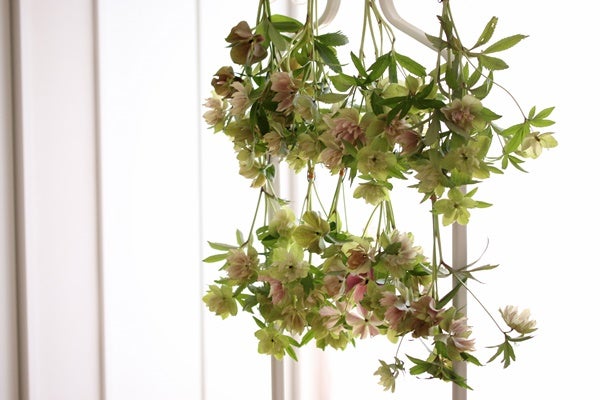 クリスマスローズのドライフラワー作り