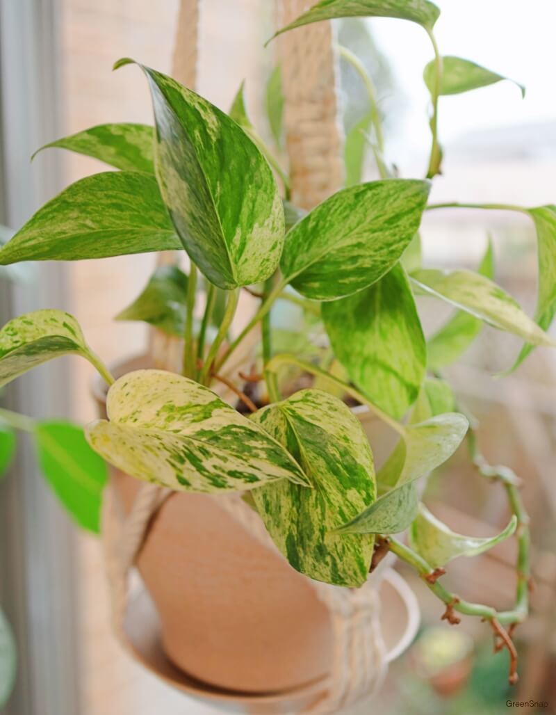 サフランの花言葉は怖い？和名の由来も怖い花言葉・誕生花HanaPrime ハナプライム