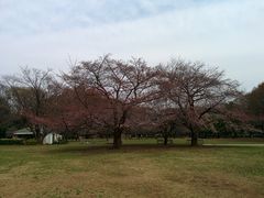 砧公園夜桜Go!Go!砧公園