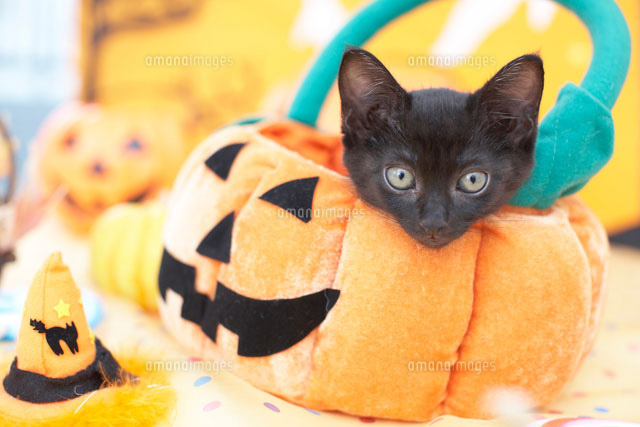黒猫ちゃん☆ハロウィン