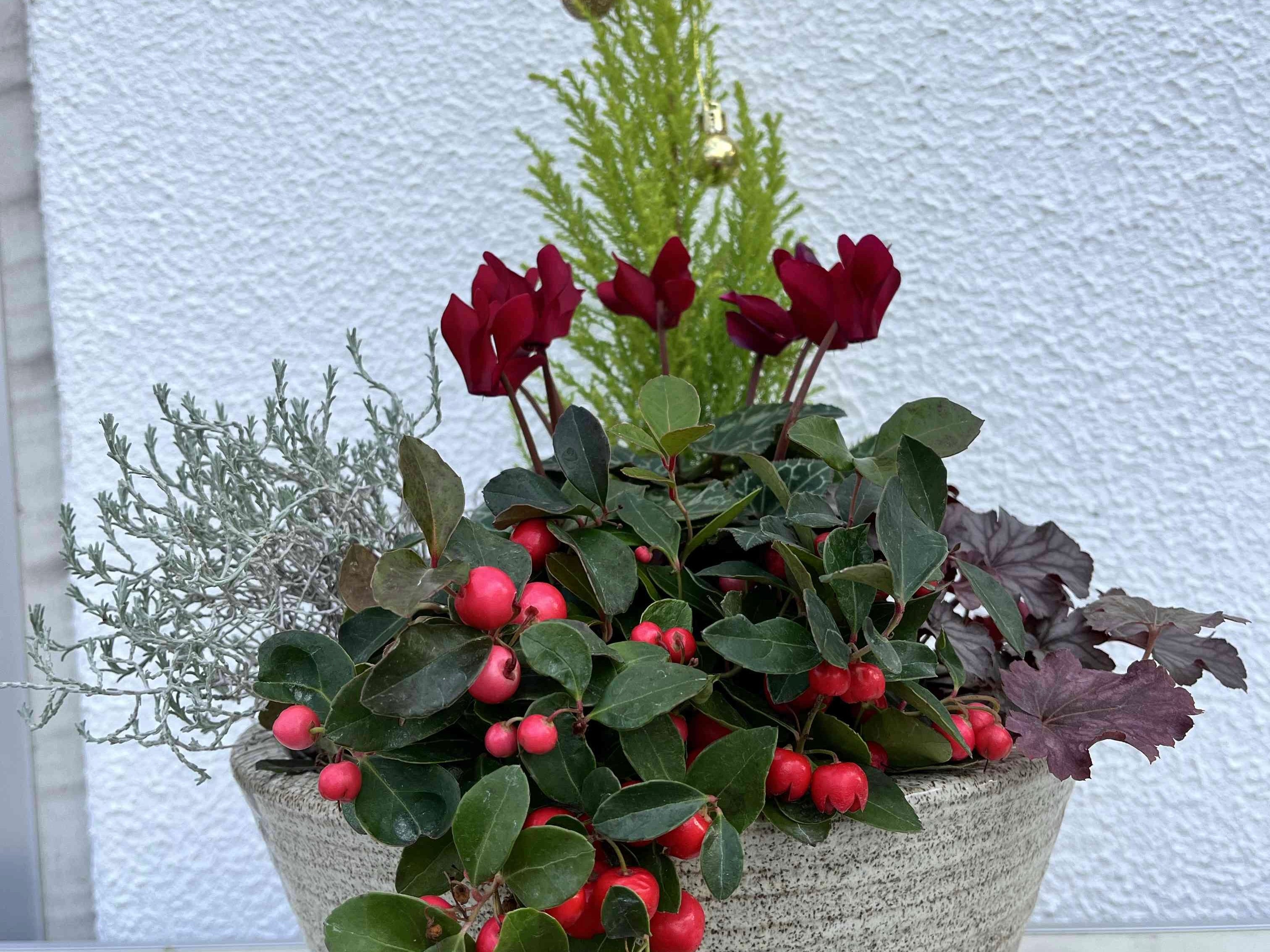 クリスマス 季節感たっぷり冬の寄せ植え