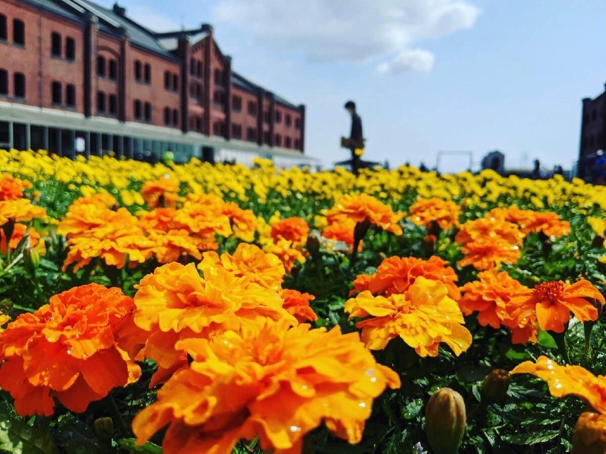 NEWS TOP －泉ボタニカルガーデンー泉緑化ウェブサイト トップページ