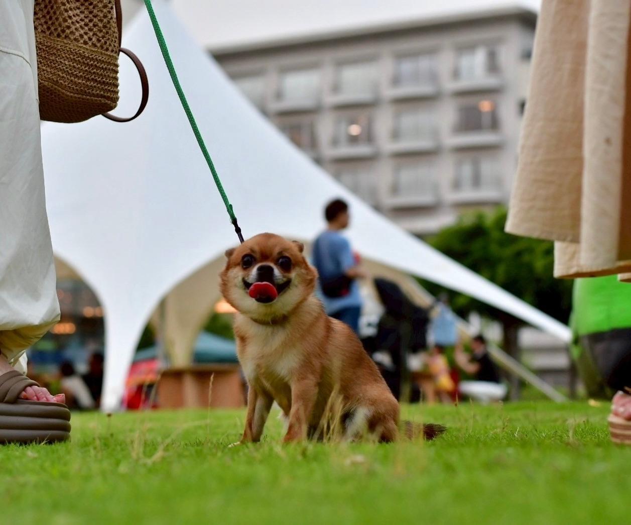 入場無料 竹島ガーデンピクニック2025秋 出演者情報①③オヨメイケネーズ @tonkosaitomo @asukajamjamプロフィール今年もお嫁にいきません！ •*¨*•.¸¸♬︎•*¨*•.¸¸♬︎•*¨*•.¸¸♬︎•*¨*•.¸¸♬︎入場無料竹島ガーデンピクニック2025秋タケピ本祭 メイン