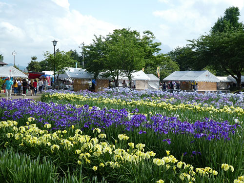 浅舞公園 秋田2025年あやめまつり・見頃情報 - amAtavi