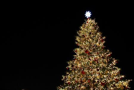 そのクリスマスツリーは何の木ですか？持続可能な林業のために