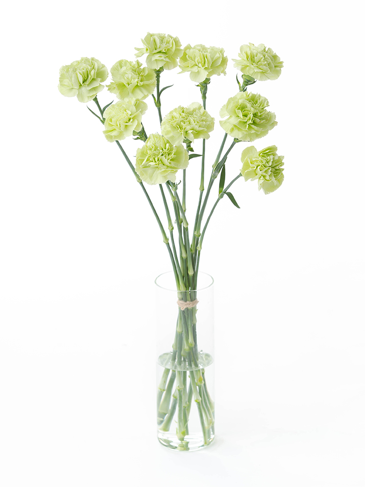 母の日 花 鉢植え カーネーション プレゼント 花鉢 母の日ギフト 母の日のプレゼント-安心と感動を送る！フラワーギフト 花のギフト社