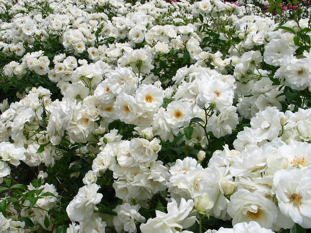 公園ページ尼崎緑化公園協会