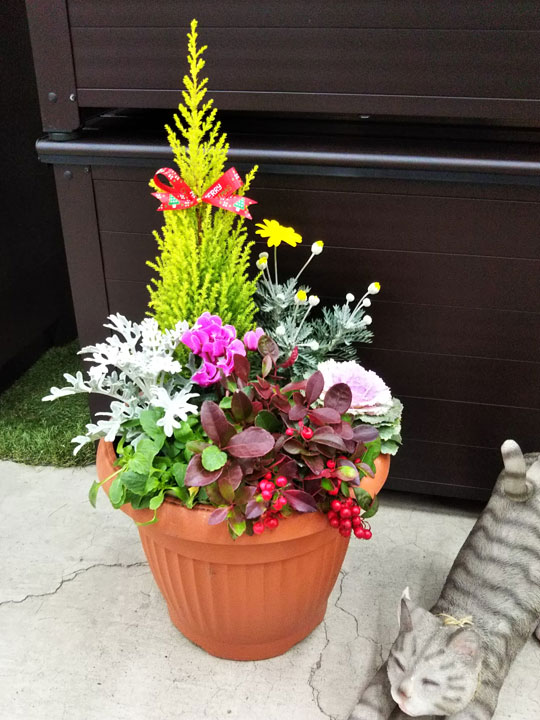 プロが解説 クリスマスにぴったり！１鉢で華やかさ続くブーケのような12月の寄せ植えGardenStoryガーデンストーリー