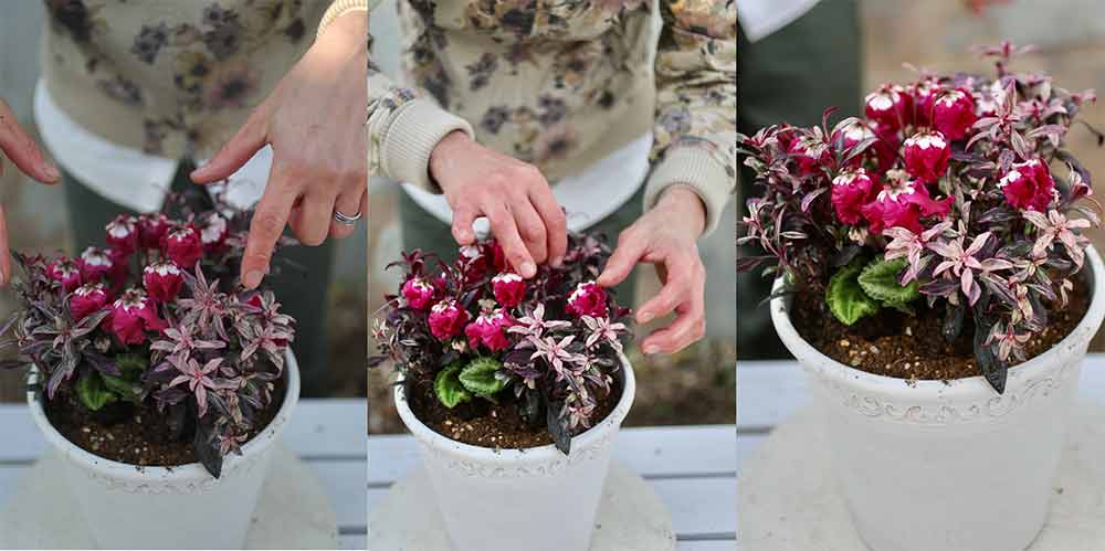 クリスマスを彩る寄せ植えの作り方初心者でもすぐにできる方法や管理のポイントを紹介コーナンTips