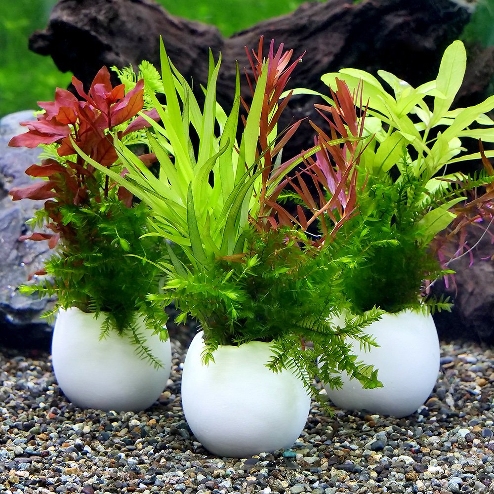 コストコのウィンタープランターはクリスマス～お正月まで飾れておすすめ！冬の自宅が華やかに