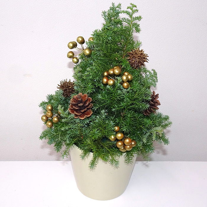 楽天市場 クリスマスミニツリー 3サイズ 卓上 クリスマス ミニ ツリー ドライ 箱付き 装飾 室内 飾り グリーン ナチュラル 天然素材 自然 松冬 おしゃれ かわいい 小さい 大きい オブジェ インテリア オーナメント グリーンハウス : お庭の宅配便
