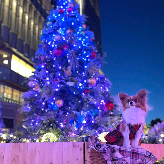 2024 愛犬用クリスマスケーキ10選ネットで購入可能！材料にもこだわったペット用ケーキでクリスマスを過ごそう♪ – おでかけわんこ部愛犬と のおでかけ情報ポータルサイト