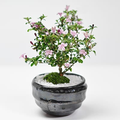 早 五葉松盆栽 - 食品通販のベルーナグルメ 公式