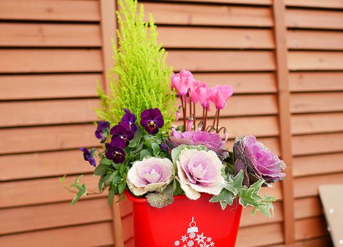 クリスマスを彩る寄せ植えの作り方初心者でもすぐにできる方法や管理のポイントを紹介コーナンTips