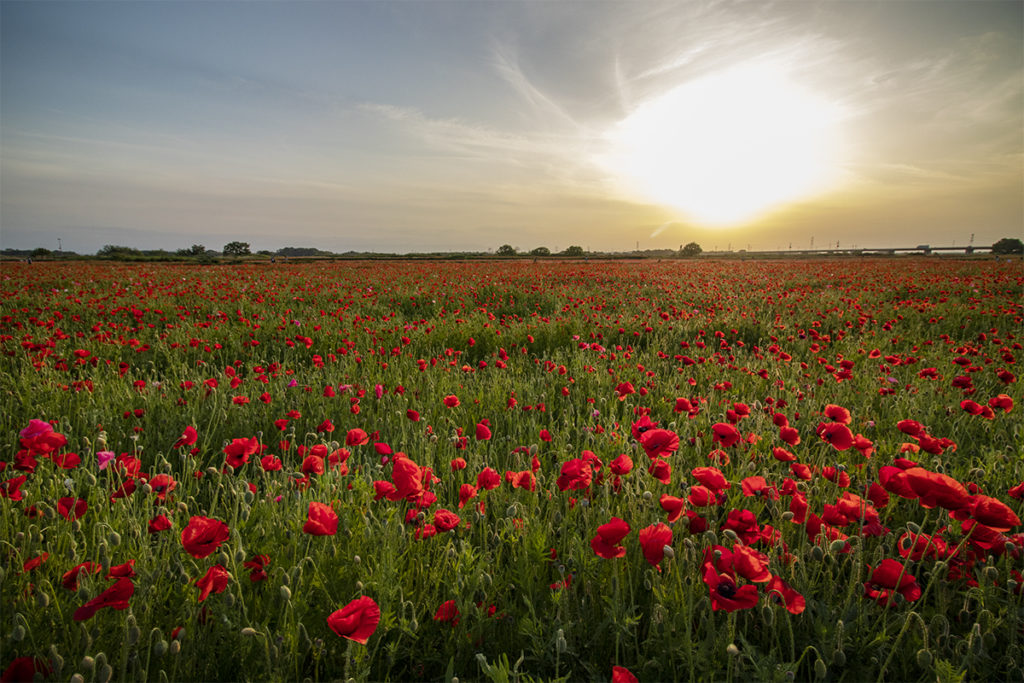 鴻巣ポピーまつりで川幅日本一の荒川河川敷を彩るポピー。驚きのその数とは株式会社オマツリジャパン
