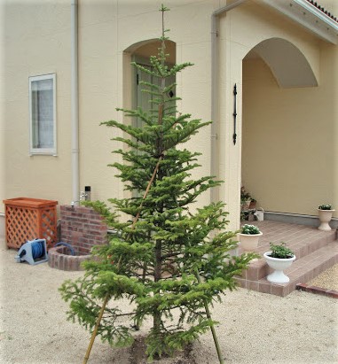 本物のクリスマスツリーは何の木？ 定番の木の種類と選び方ラクして楽しむガーデニング